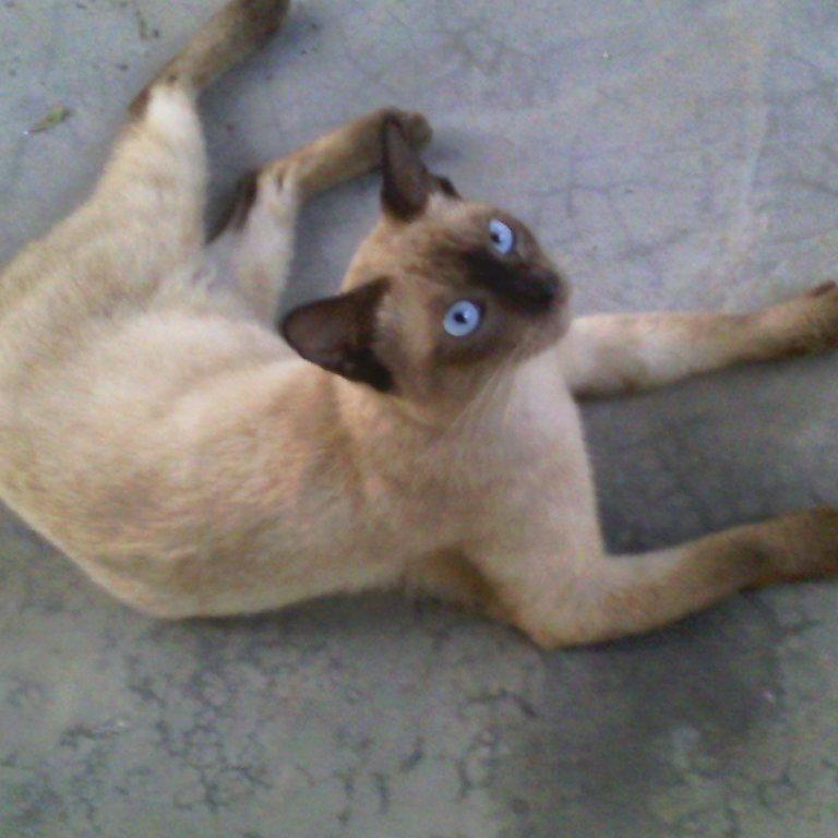 Iqha_Izfiz29's profile picture. 