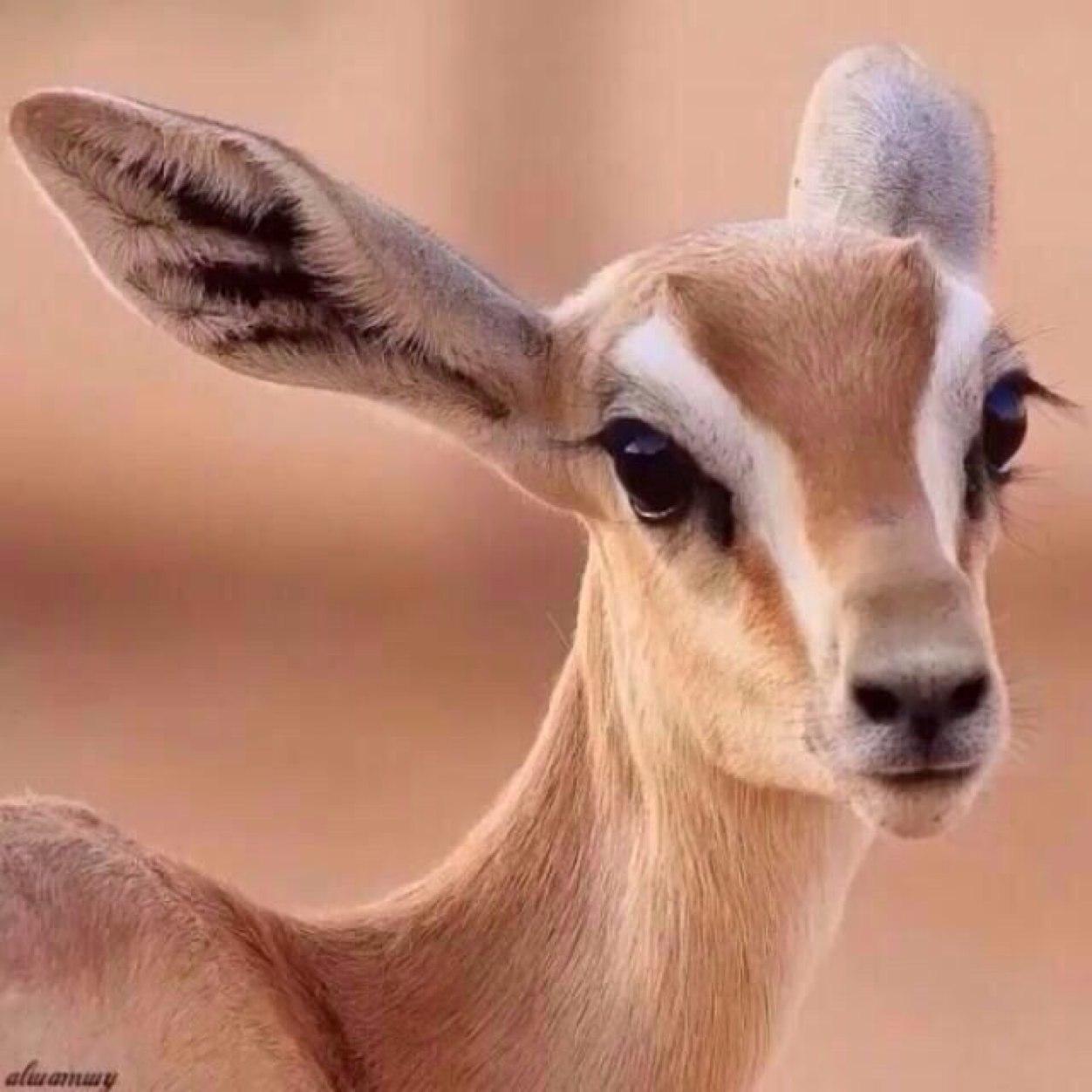 عشقته حد الجنون فاكتفيت به عذرا رجال العالم انا على ذمة عاشق.. ليس كل مآ أكتبھ حكآية عن وآقعي ! إنمآ هي كلمآت رآقت لي وقد يحتآجهآ غيري