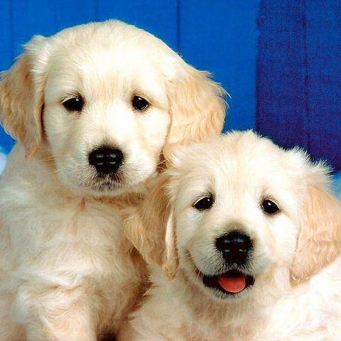 犬の動画をツイートしていきます。
犬ファンの方必見です!
気に入ったツイートがあればRTしてどんどん拡散していきましょう^^
フォロワー募集中なので気軽にフォローしてね(^^)/
