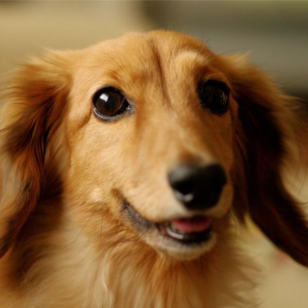 doggif49's profile picture. 犬の動画集です。
２時間に1回のペースで、ツイートしていきます。
フォロー等ご自由にどうぞ。