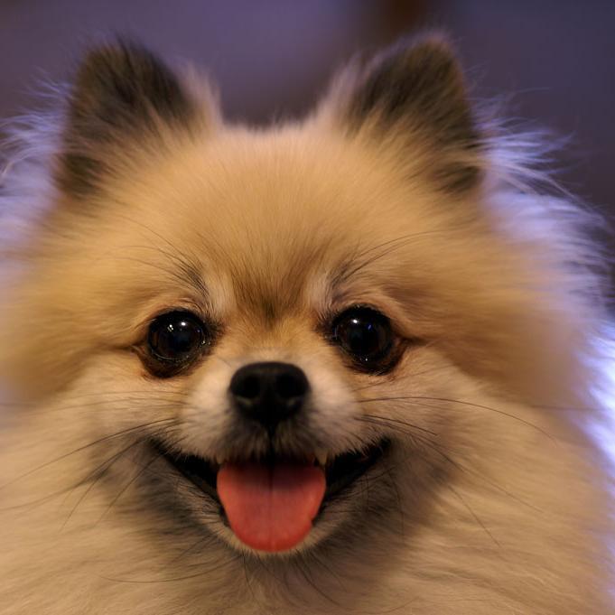 犬の動画をツイートしていきます。犬ファンの方必見です！気に入ったツイートがあればＲＴしてどんどん拡散していきましょう＾＾
フォロワー募集中なので気軽にフォローしてね(^^)/