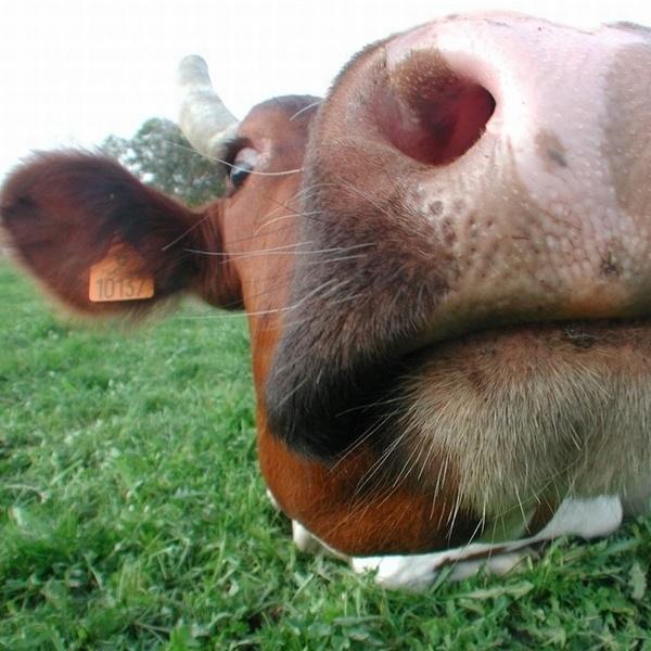 Bienvenue dans le monde merveilleux de la Gossip Cow des YouTubeuses.