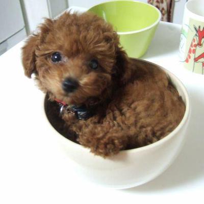 かわいい 最高の犬の動画集 Doggif67 Twitter