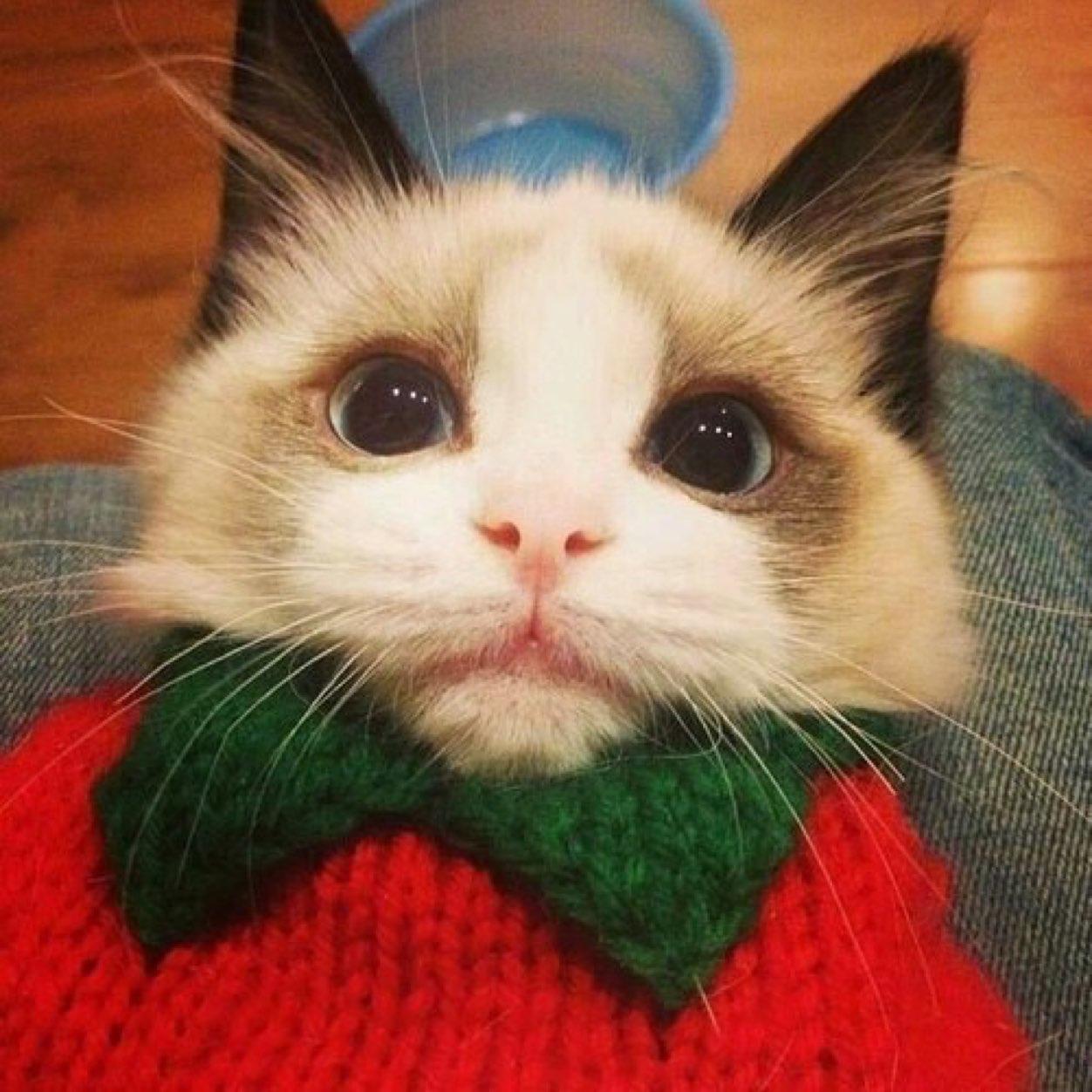 Italy, milano ~ miao