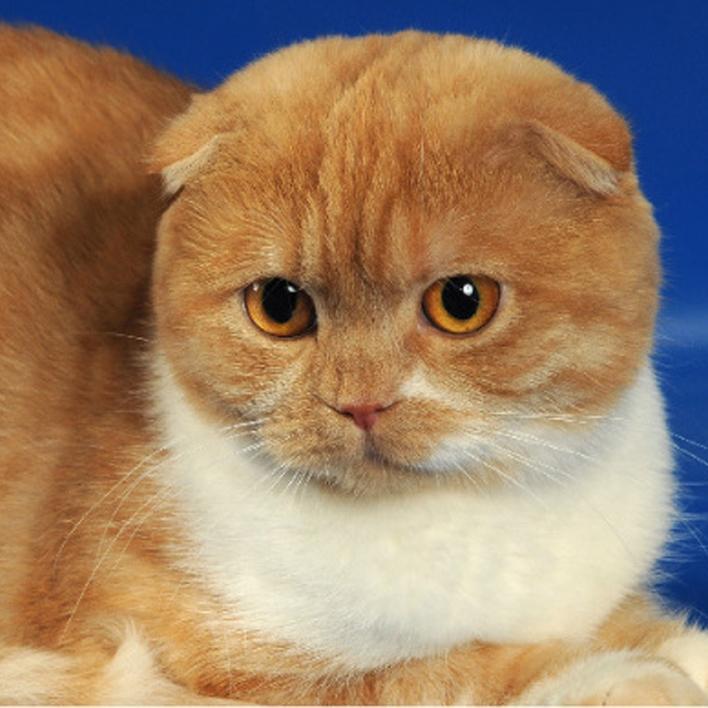 Belrosobelo's profile picture. Питомник шотландских вислоухих и прямоухих кошек. Котята на продажу.