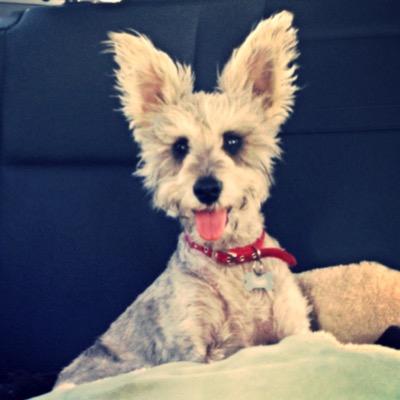 female miniature schnauzer . winter Texan . not a fan of water . love everything squeaky . super fit and fast- like dad and mom (respectively) ❤️