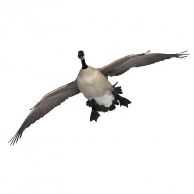 The Worlds Greatest Duck Hunting Chat is on Marsh Mutt