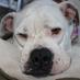 Lyla (@lylathebully) Twitter profile photo