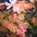 Devon DeVries - @devastationator - Twitter