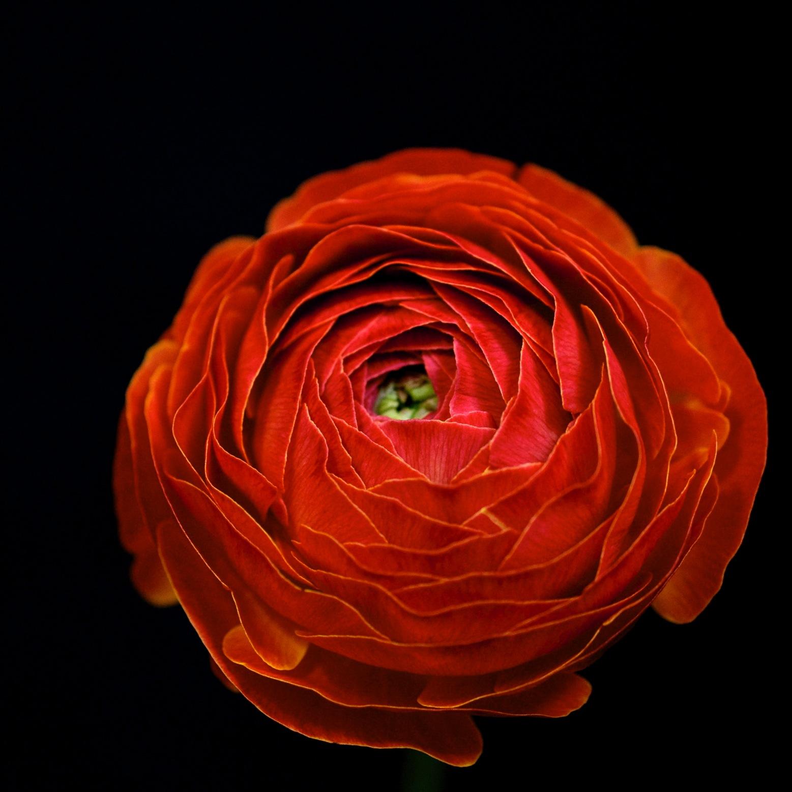 LunettesComachi's profile picture. 