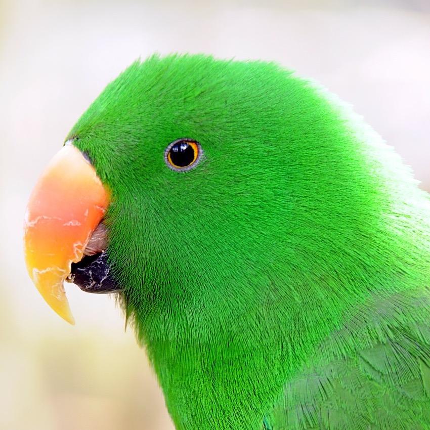 Creative agency making a noise for our clients. Sometimes a parakeet, flying over London, tweeting and squawking, dreaming and talking. And @pastpostcard.