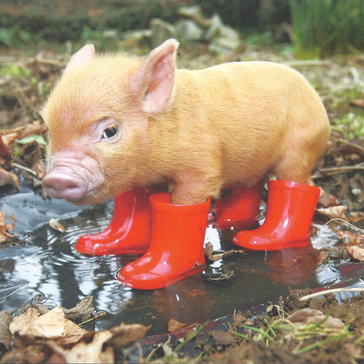 paulstaylor's profile picture. 