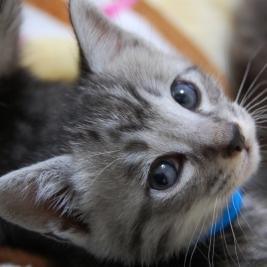 猫の画像をツイートしていきます
ＲＴ＆フォロー大歓迎(^^♪