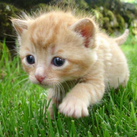 かわいい!と思った猫の画像を呟いていくよ。猫好きは勝手にフォローするwww猫好きならフォロバよろ(*'ω'*)外してほしい場合はお手数ですがリプライ!相互はメッセ頂戴♪