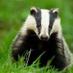 Year 4 (@badgerclassgb) Twitter profile photo