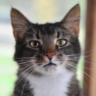 We are a caring non-profit making rescue and re-homing centre for cats. Our aim is to find loving forever homes for the cats that come into our care.