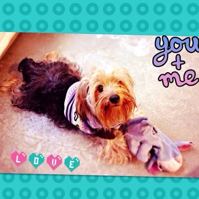 Soy El Amor. Juguetón, destrozador de muñecos de peluche, un poquito mucho loco. Amo con todo mi corazón a @SolBecurita
