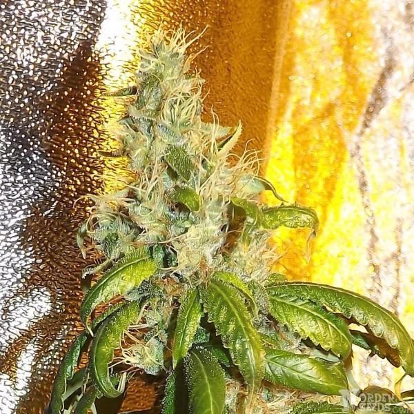 We are a group of Swedish cannabis seeds growers that have left Sweden to accomplish our dream. The project of Norden Seeds started 2004 and our main interests