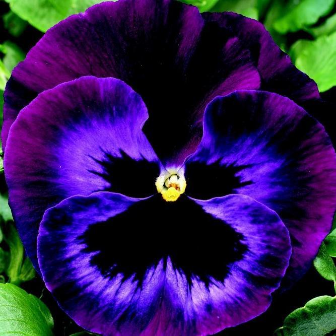 TKnightM's profile picture. 