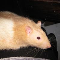 The Rat Pack (@mycutecritters) 's Twitter Profile
