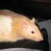 The Rat Pack (@mycutecritters) Twitter profile photo