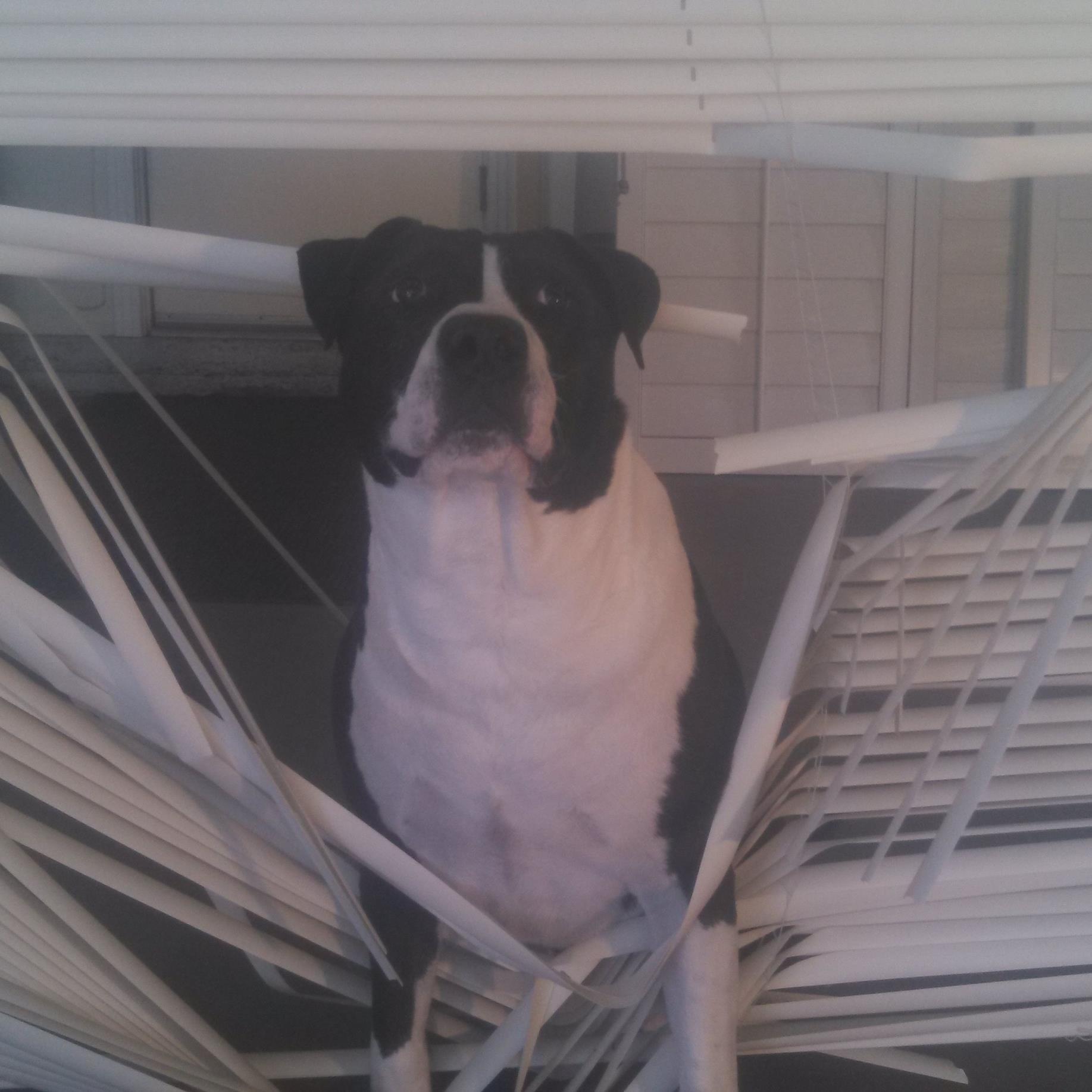 We sell, install and repair all types of blinds, shades and shutters. Family operated business based in Poway. Contact us at 858-679-0507