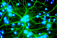 slimmenetten's profile picture. 