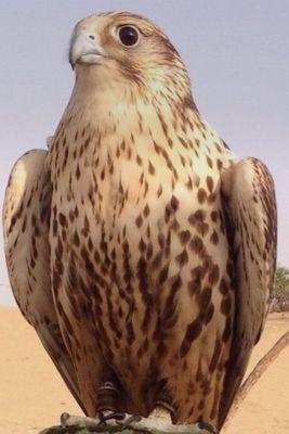 شاعر اماراتي محب لديني ووطني وولي أمري