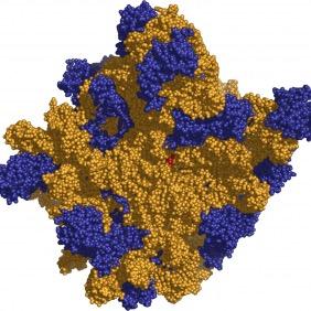 Vote for Ribosomes! #organelleelection2014 #APBiology #RobbieRibosome #JuliusWho?
