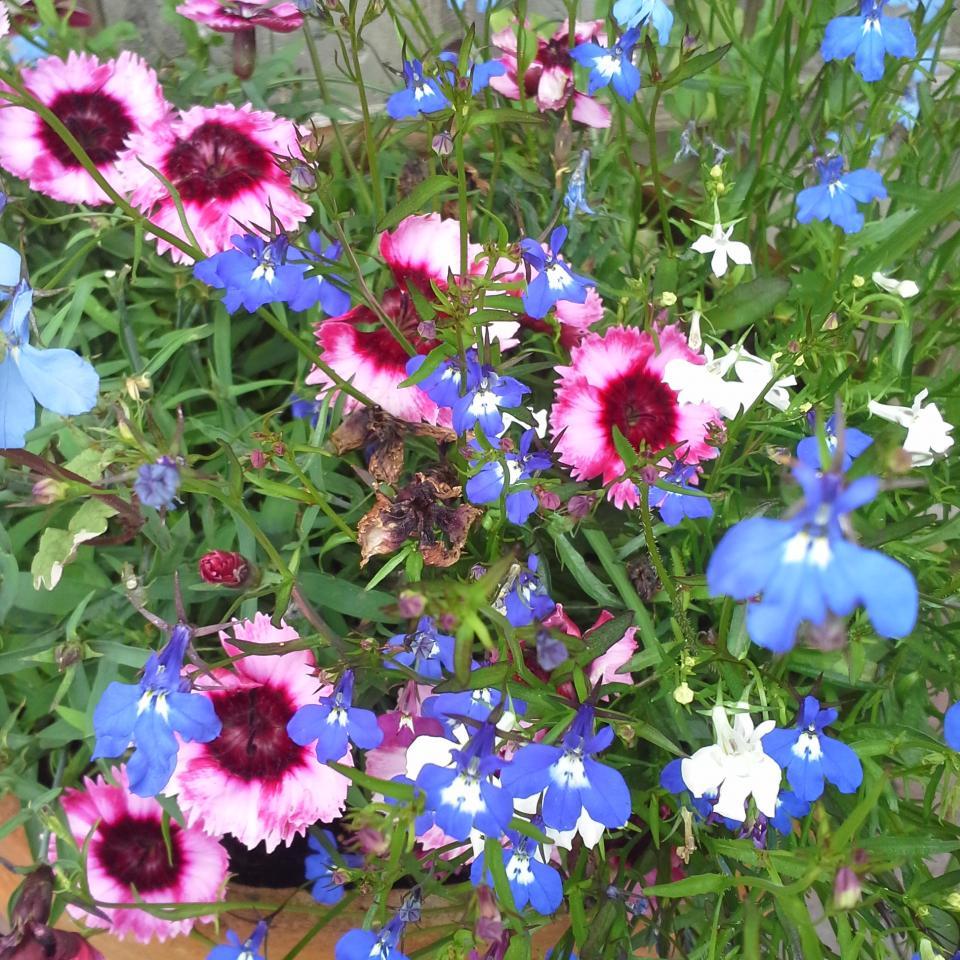 Sammspace's profile picture. Love slow food, fast horses and all things Irish.