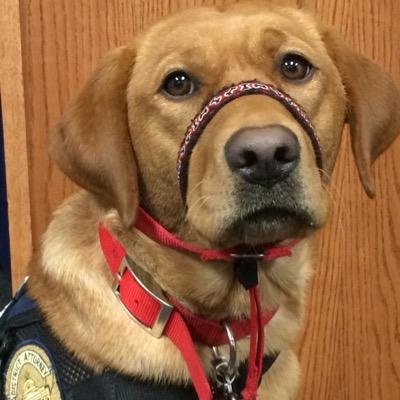 Courthouse Comfort Dog for @montcopada (Montgomery County District Attorney's Office, PA)