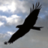 MarkD_PL's profile image