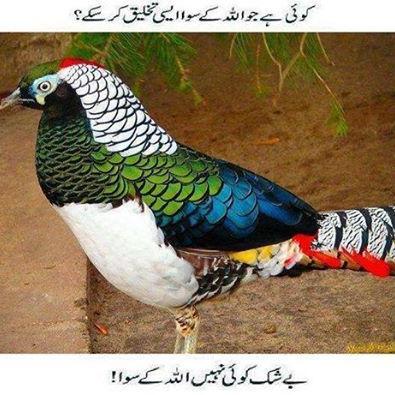 i am Baloch I want free Balochistan I Request to world plz Support Baloch for freedom thanks Long live Balochistan