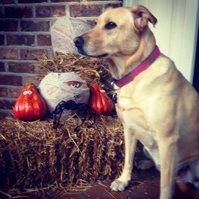 Dog mom. Human aunt. Lover of good things.