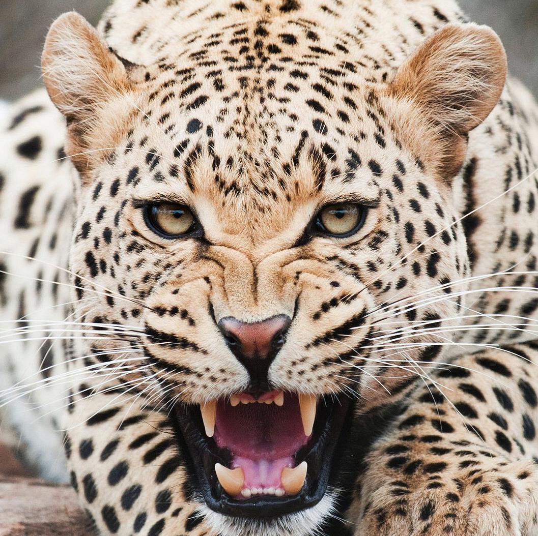 gelff's profile picture. 