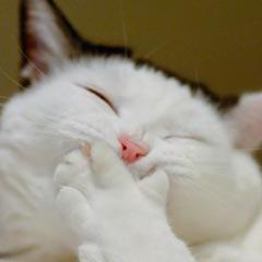 Help my Cat By Buying His Mom Hoddie Order for 2 or more: http://t.co/7ripycbPoc