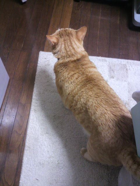 pigapi's profile picture. 東京住まいのOL。
昼寝と炭水化物が大好物！
日本人なら米食べなきゃ！