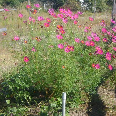 starlightranch1's profile picture. 