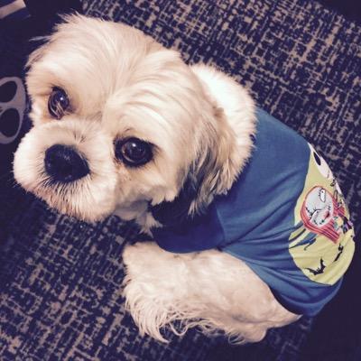 debringhurst's profile picture. Im a HUGE Philadelphia Eagles fan. I like to dabble in Photography. Daisies are my fav flower. Love you more. Zeke is the best dog ever