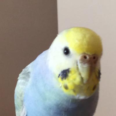 セキセイインコの写真を投稿しています。