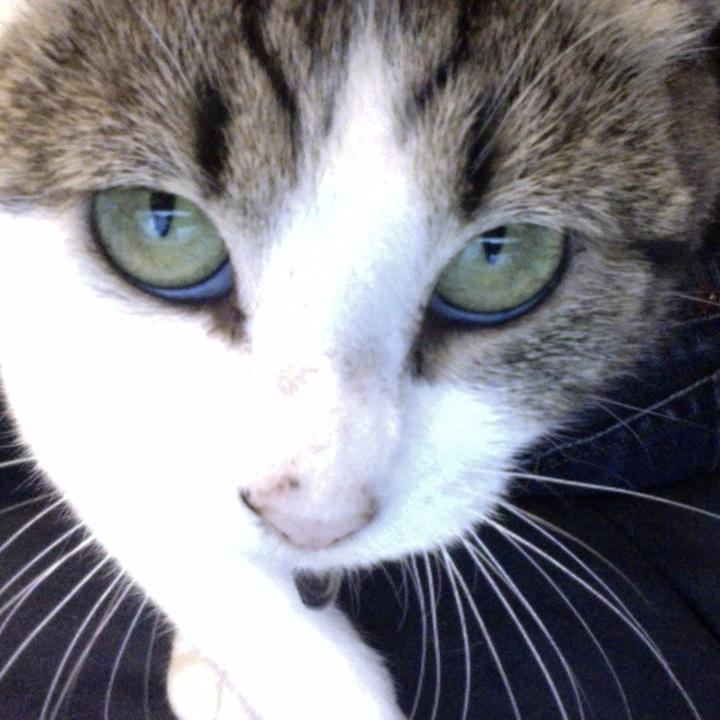 indiewebcat's profile picture. meow