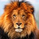 Diane Wilde - @DWilde1128 - Twitter