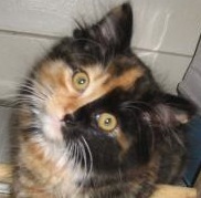 GhostofMimiCat's profile picture. The ghost of Mimi past / Spitting Otherworldly / Even in the Afterlife.