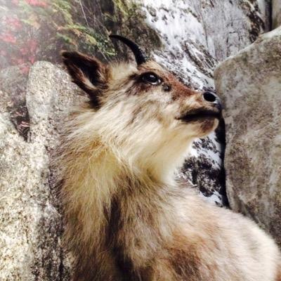 三重県総合博物館ミュージアムパートナー（旧・三重県立博物館サポートスタッフ）は、サポスタ発展形として2014年4月19日に開館した三重県総合博物館（MieMu）に事務局を置き活動しています。毎月の通信の発行や観察会などのイベント、個人やグループで日々様々な活動をしています。現在会員数283名です（2024年8月現在）。