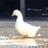 yonori_