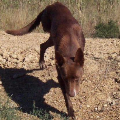 redforscrap's profile picture. 3 legged dog on the shortlist to star ina movie called Lucky & Rich