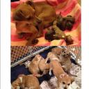 Chelsea Carson - @ChelseaCarson35 - Twitter