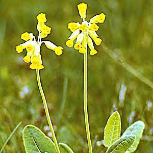 This flower is the symbol of the provins where I was born. Family-tree builder, Follower of AFS, CC-skiing, Track and Field, Biathlon, etc.