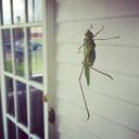 ruby creech - @serbiagulper13 - Twitter