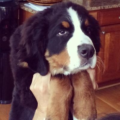 Watch this adorable 8-week old Bernese Mountain Dog grow from a tiny 8 lb. pup into a 150 lb. Hunka Berner Love!  Grow up with Tater Tot love him like your own.